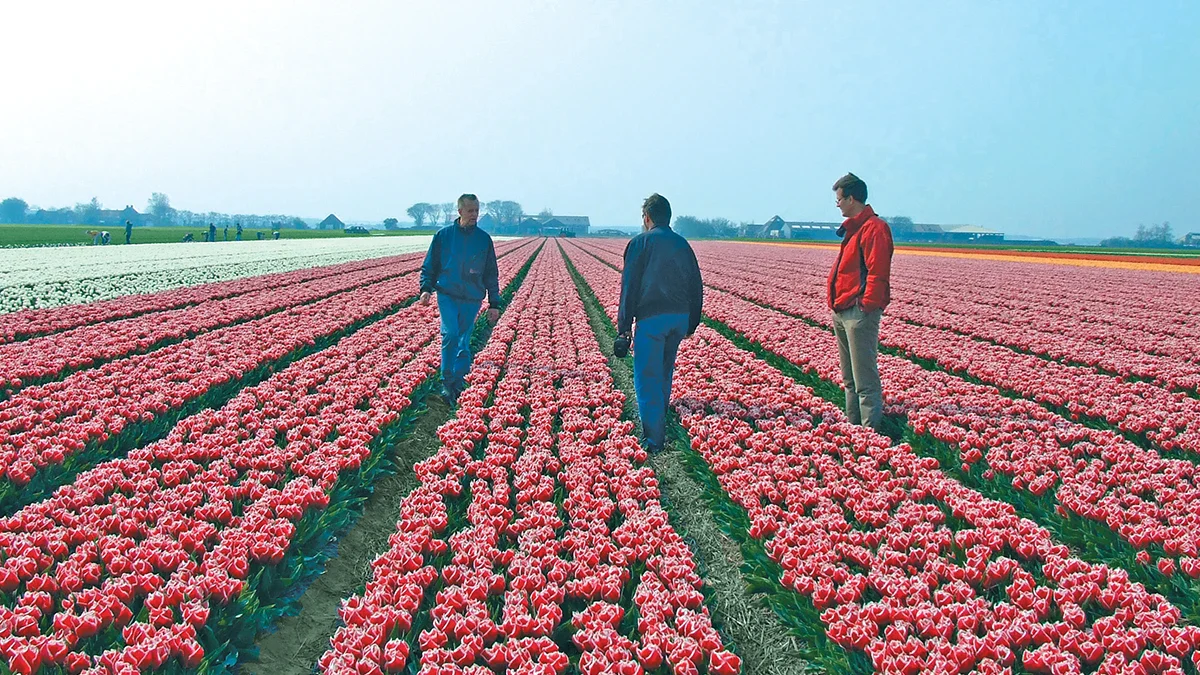 Holland’s Finest Blooms for You