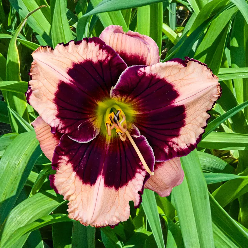 The Best Plants for Zone 8